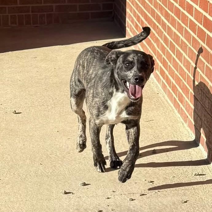 Enlarge Joker, a ADOPTABLE mixed breed in Lumberton, NC image 1/3
