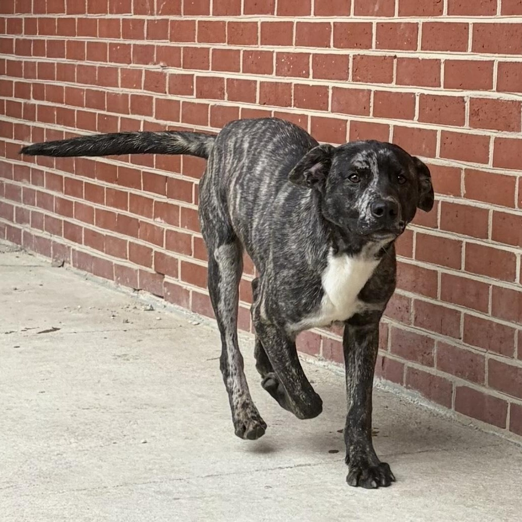 Joker, ADOPTABLE, Young Male Labrador Retriever & Australian Cattle Dog / Blue Heeler.