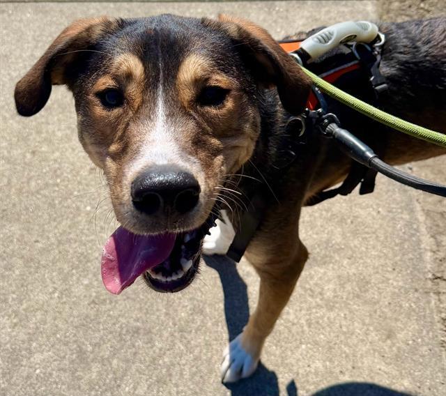 NUGGET, Adoptable, Young Male German Shepherd Dog & Redbone Coonhound.