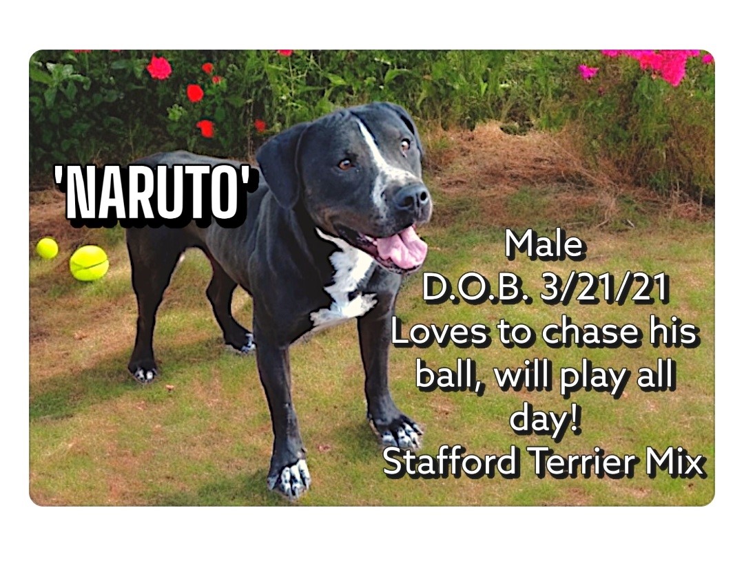 Naruto, Adoptable, Young Male American Staffordshire Terrier.