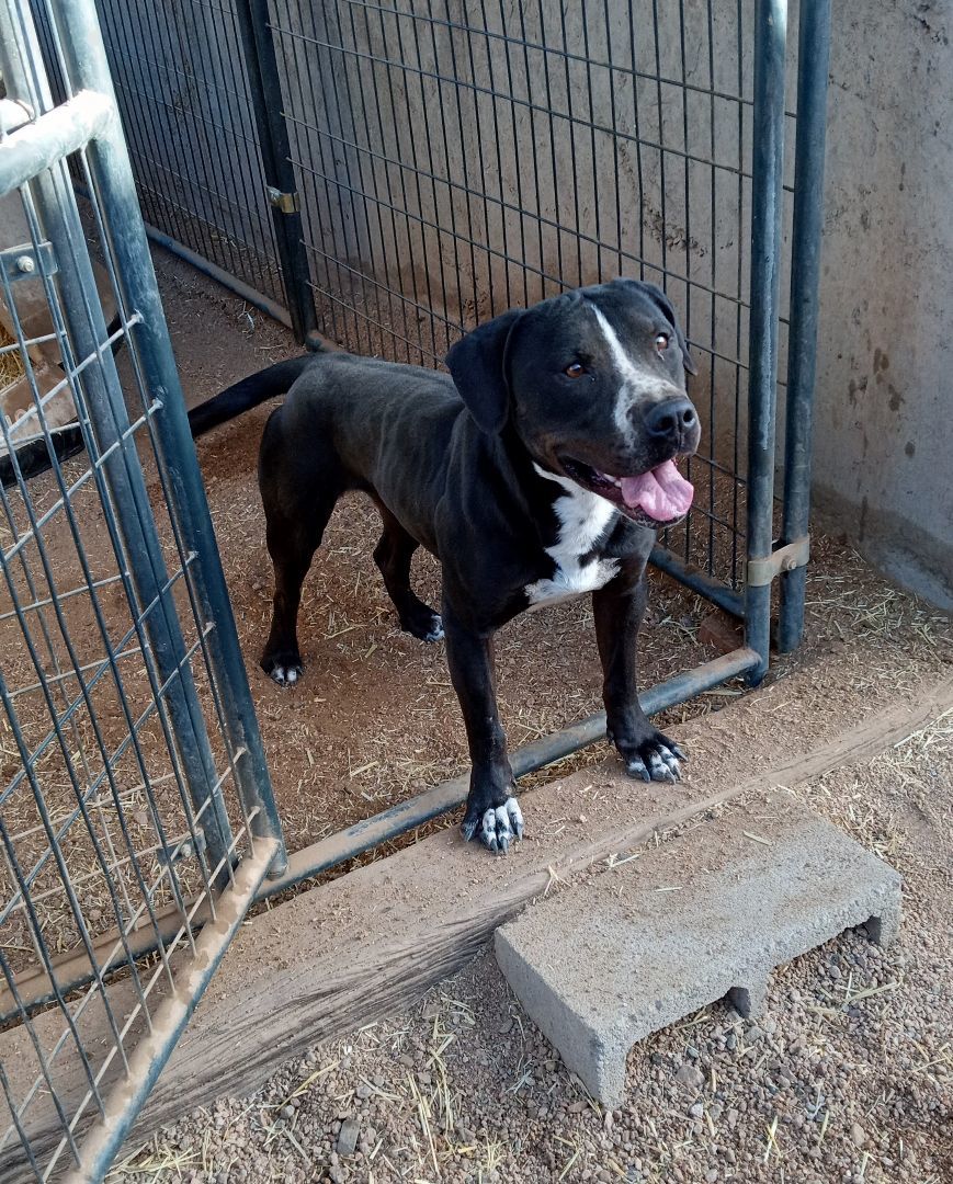 Enlarge Naruto, a Adoptable American Staffordshire Terrier in Golden Valley, AZ image 3/5