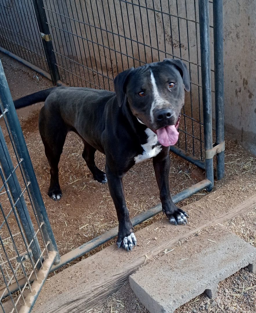 Enlarge Naruto, a Adoptable American Staffordshire Terrier in Golden Valley, AZ image 4/5