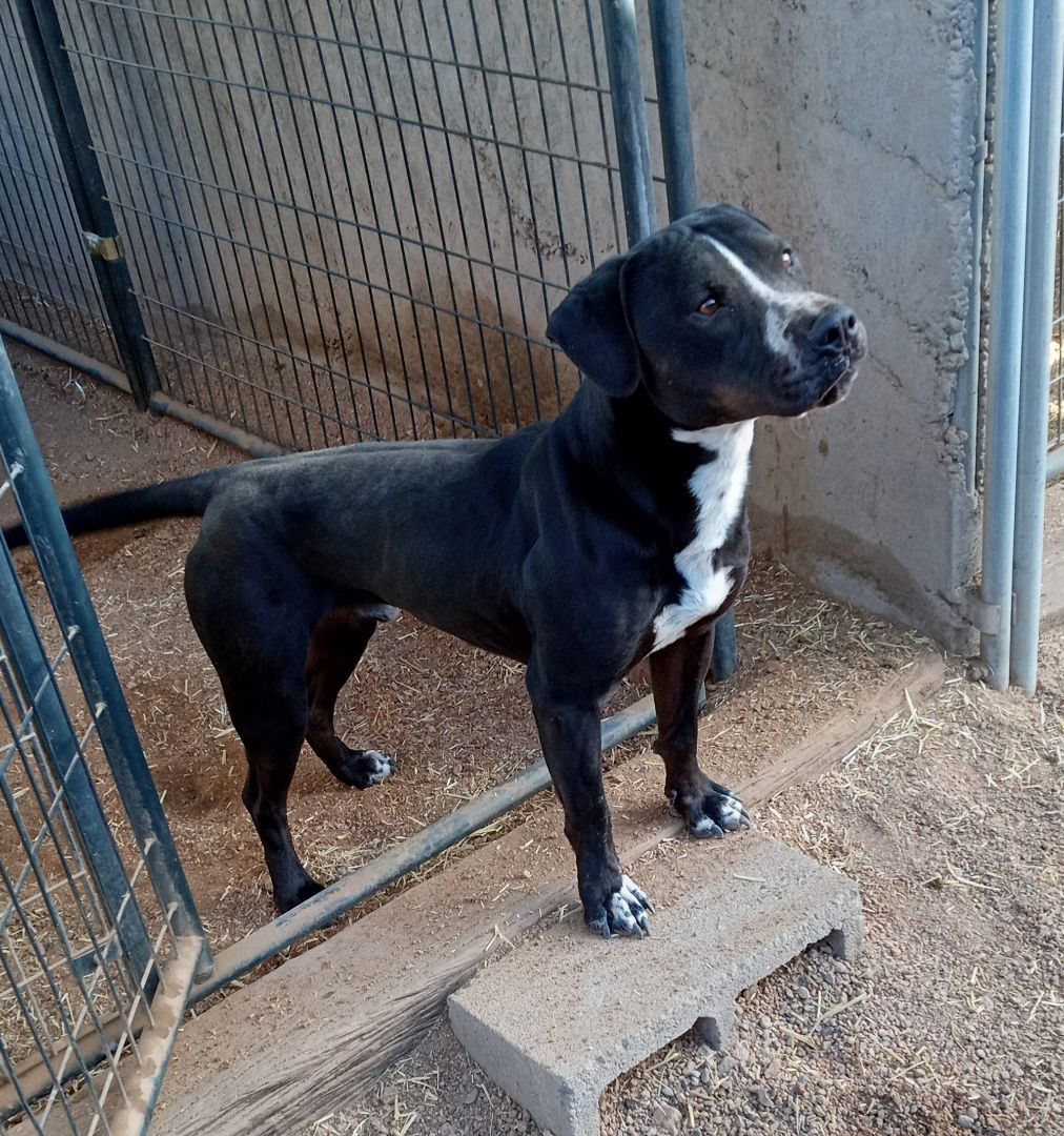 Enlarge Naruto, a Adoptable American Staffordshire Terrier in Golden Valley, AZ image 5/5