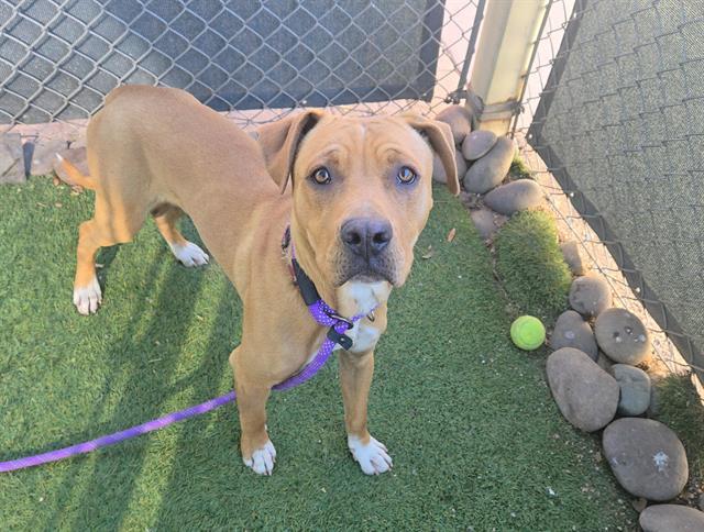 MARIO, Adoptable, Young Male Pit Bull Terrier & Mixed Breed.