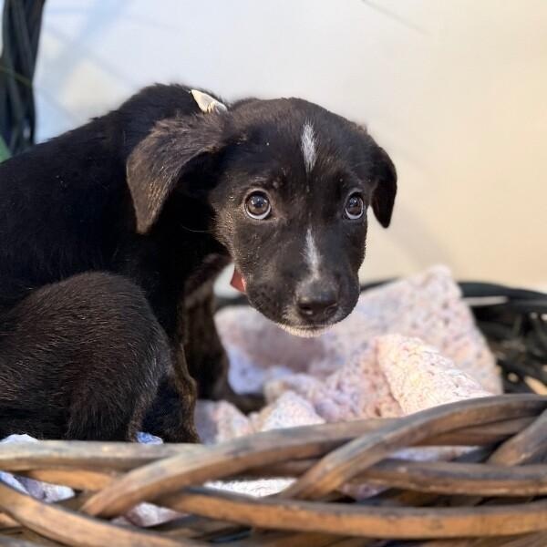 Cream Puff Wisconsin