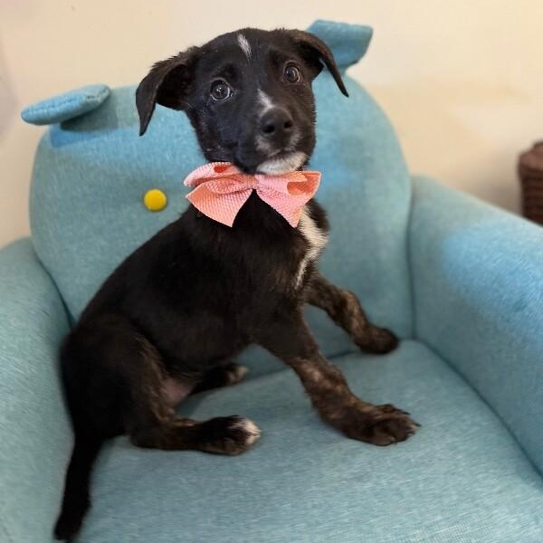 Cream Puff Wisconsin — thumbnail 2