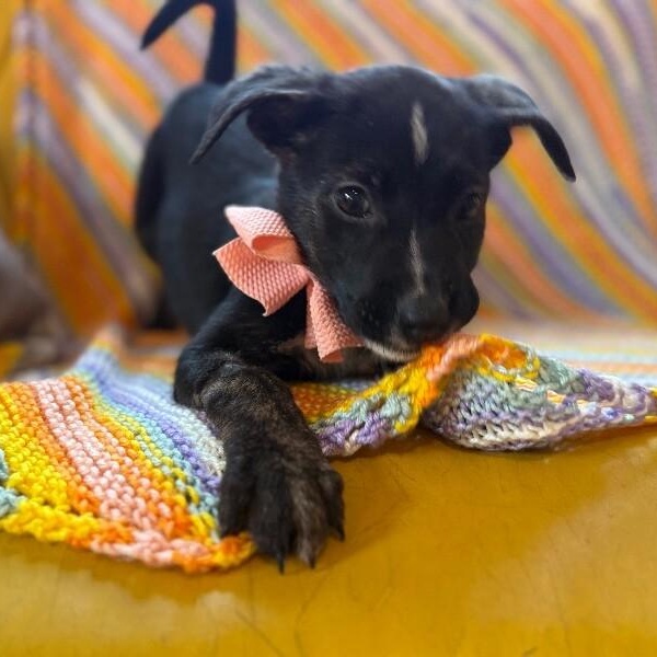 Cream Puff Wisconsin — thumbnail 3