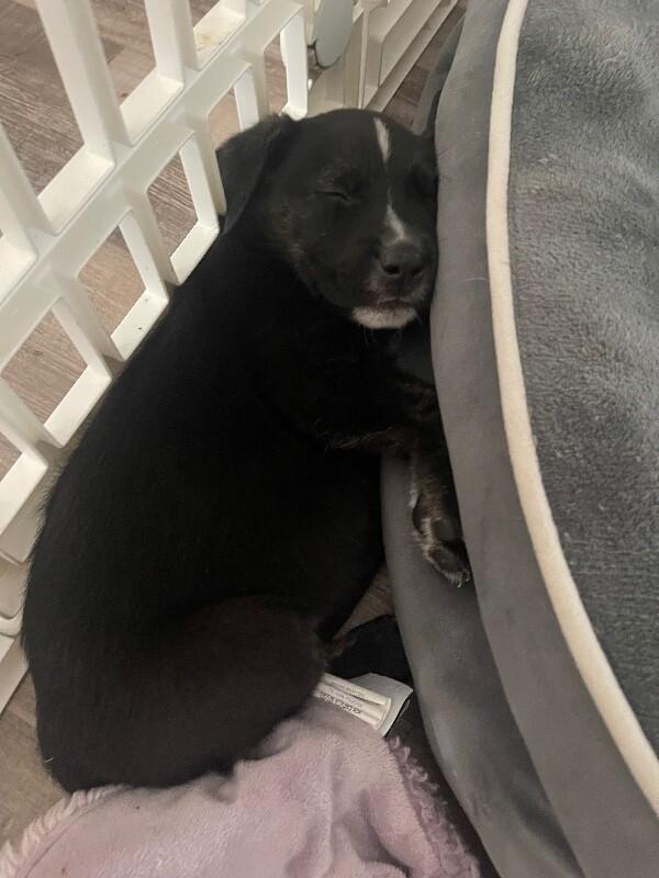 Cream Puff Wisconsin — thumbnail 5