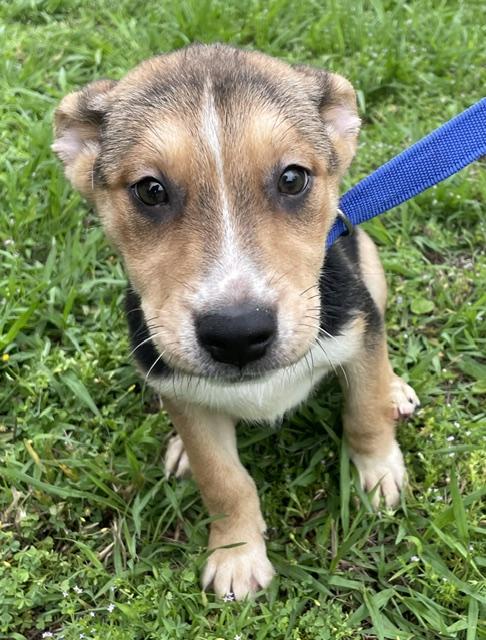 Enlarge Maggie, a ADOPTABLE mixed breed in Memphis, TN image 3/3