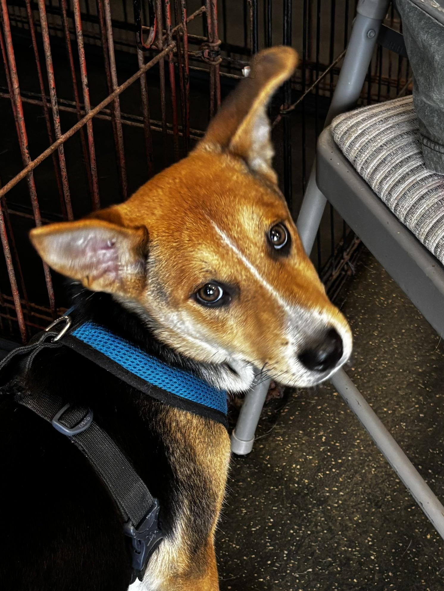 Maggie, a ADOPTABLE mixed breed in Memphis, TN image 1/6