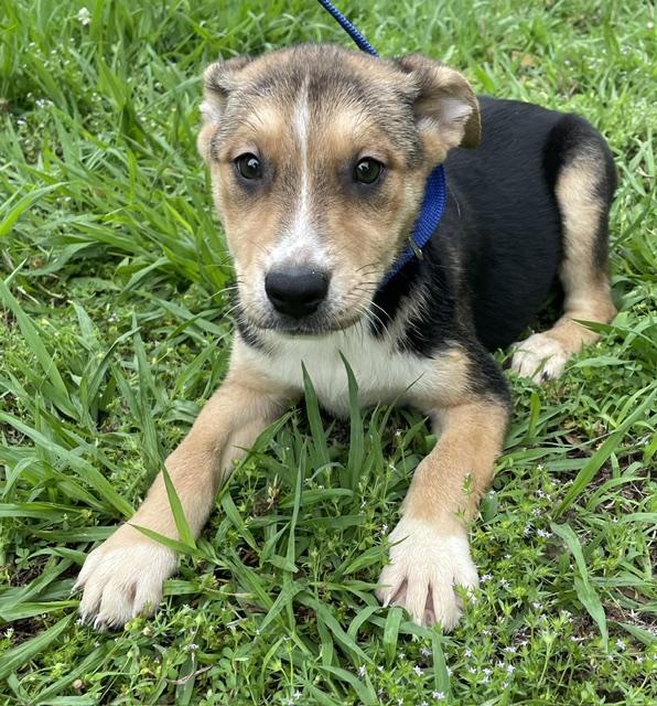 Maggie, ADOPTABLE, Young Female Husky & Labrador Retriever.