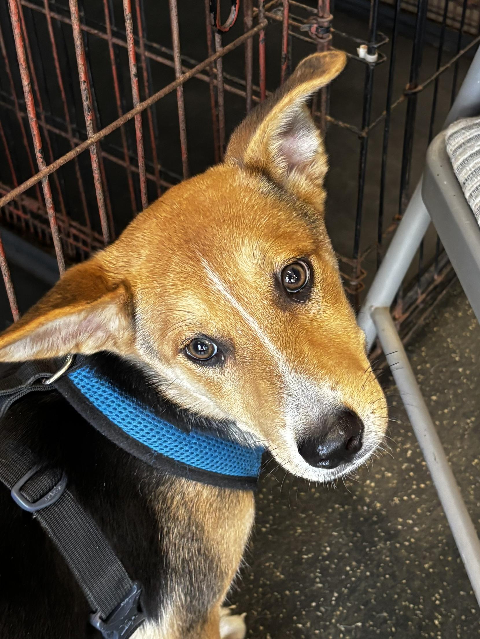 Maggie, a ADOPTABLE mixed breed in Memphis, TN image 6/6