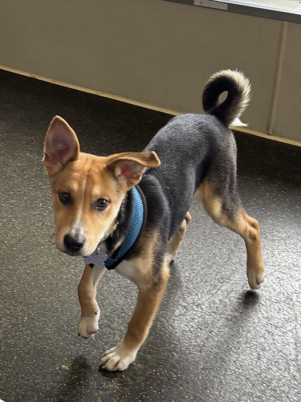 Maggie, a ADOPTABLE mixed breed in Memphis, TN image 4/6