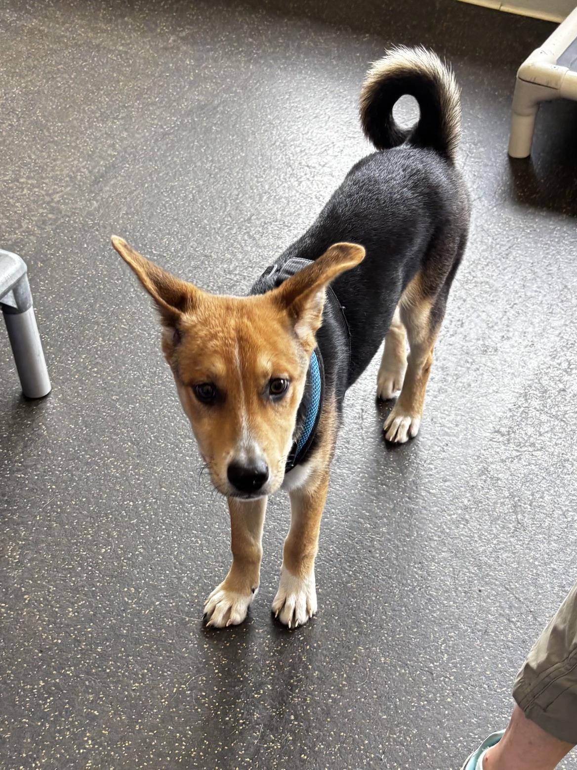 Maggie, a ADOPTABLE mixed breed in Memphis, TN image 5/6