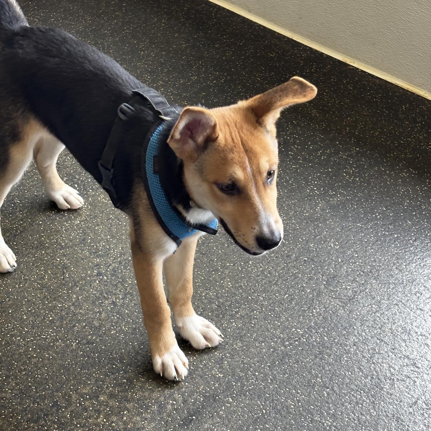 Maggie, a ADOPTABLE mixed breed in Memphis, TN image 3/6