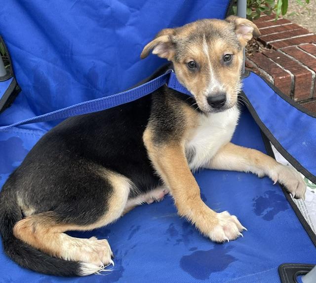 Enlarge Maggie, a ADOPTABLE mixed breed in Memphis, TN image 2/3