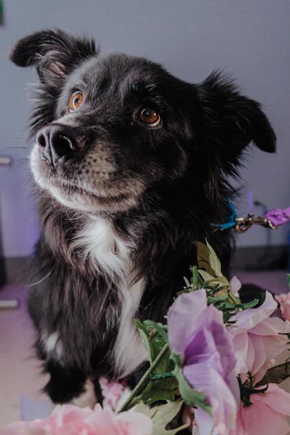 Ramsay — thumbnail 2