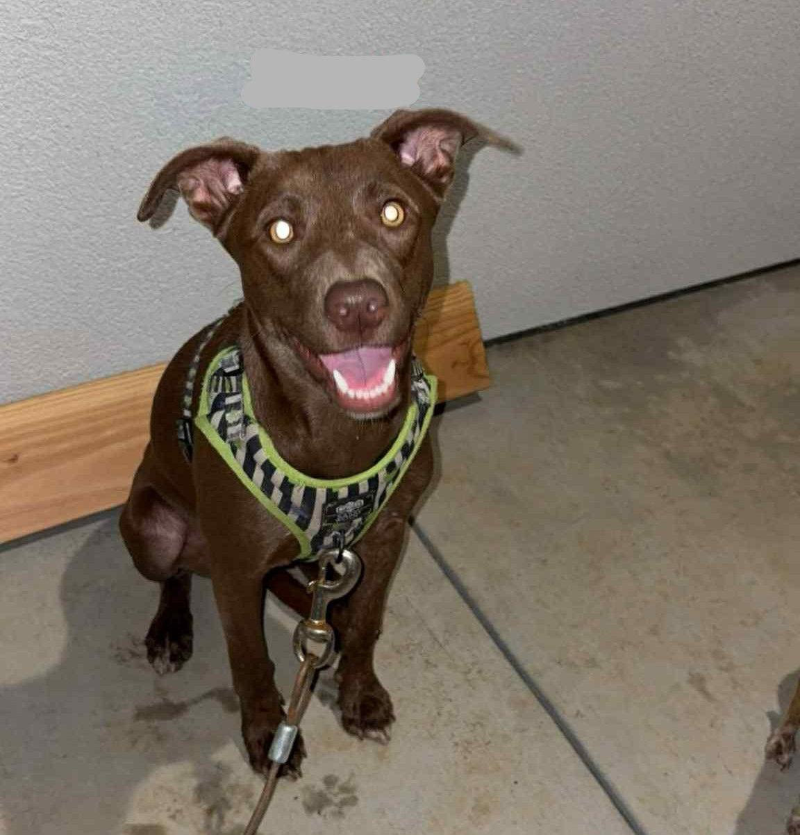 Enlarge Coffee, a Adoptable Chocolate Labrador Retriever in Visalia, CA image 1/2