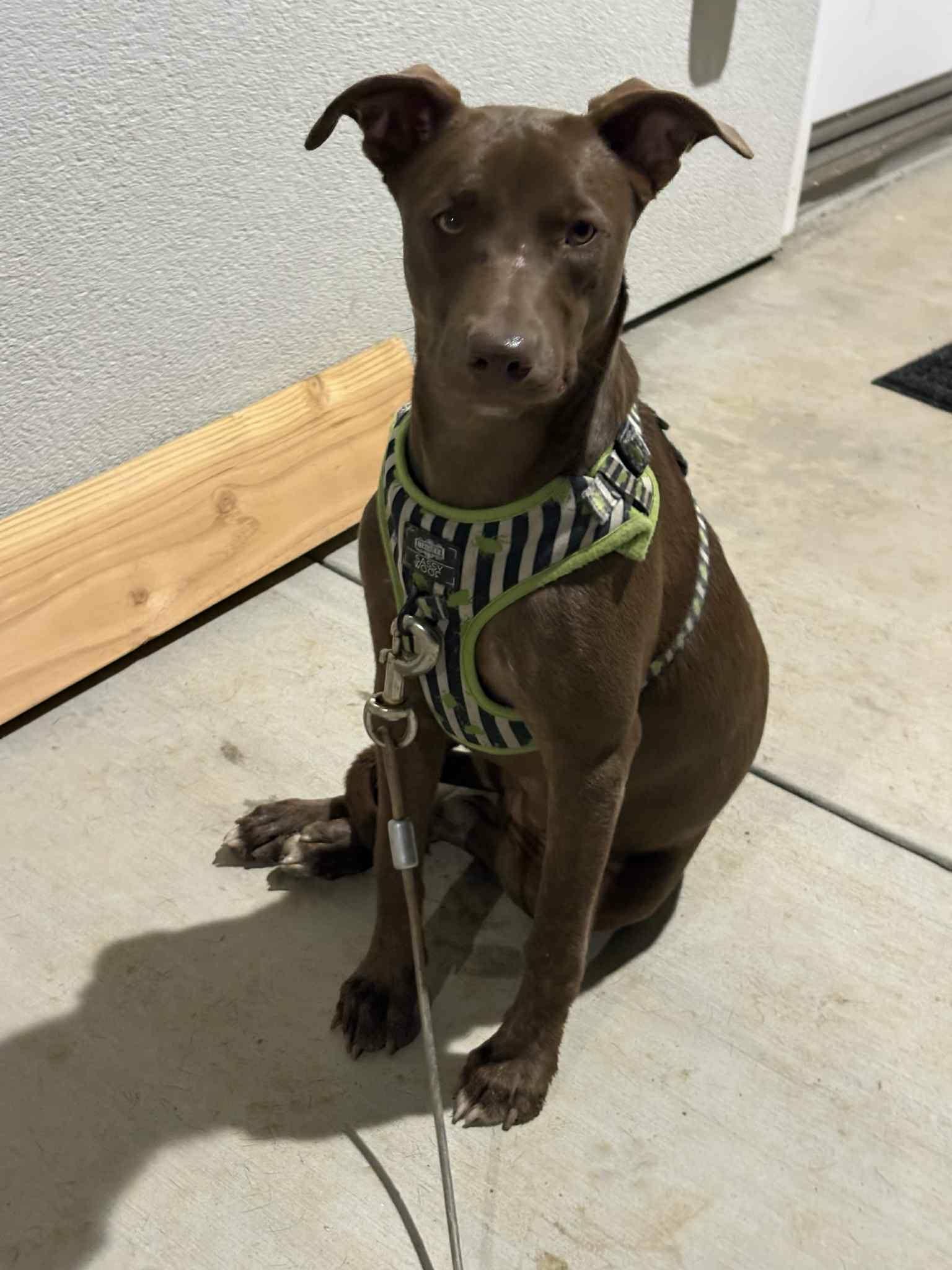 Enlarge Coffee, a Adoptable Chocolate Labrador Retriever in Visalia, CA image 2/2