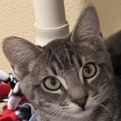 Enlarge Gio, a Adoptable mixed breed in Pleasanton, CA image 1/3
