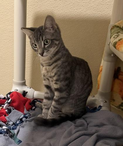 Enlarge Gio, a Adoptable mixed breed in Pleasanton, CA image 2/3