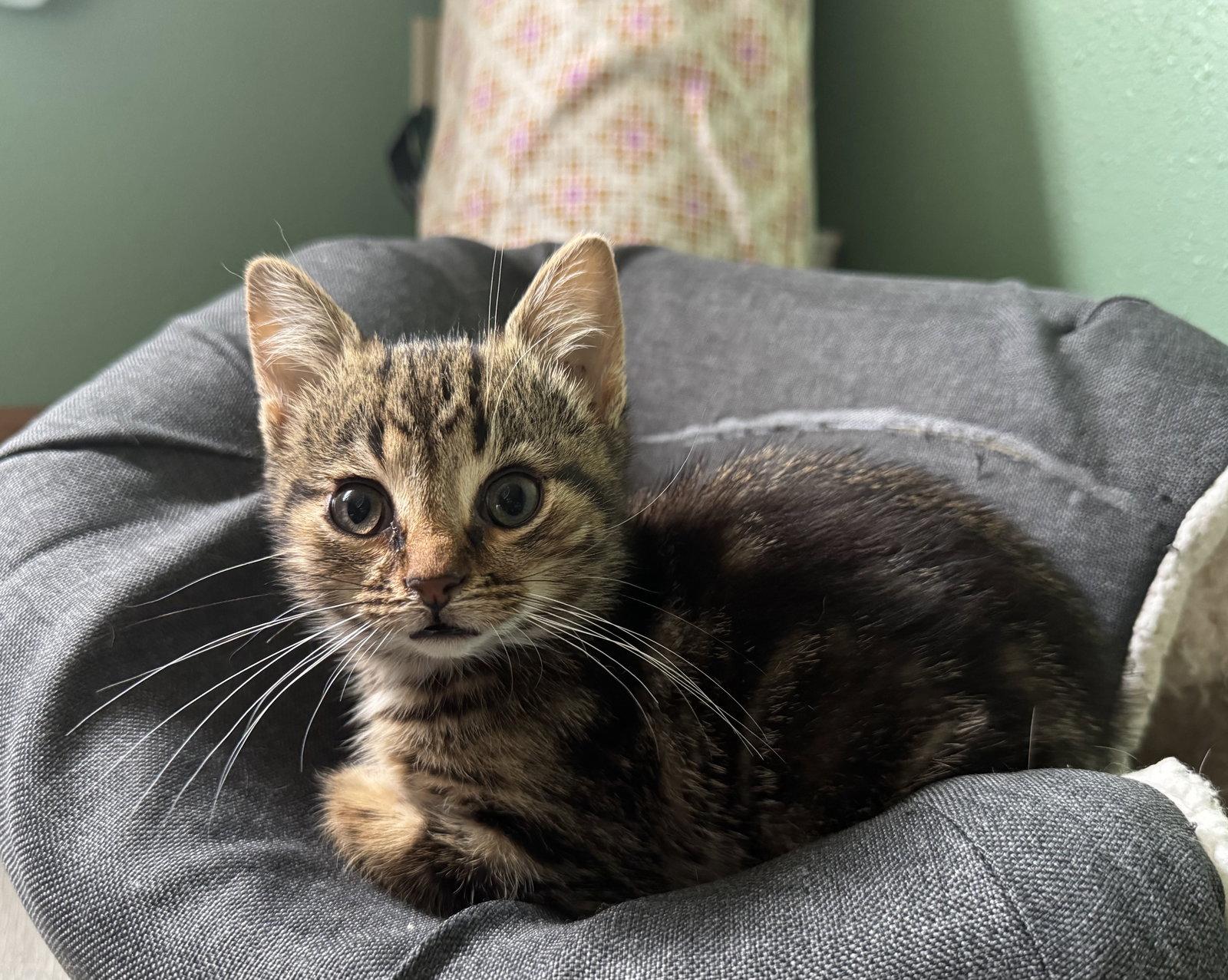 Squeak, Adopted, Kitten Male Domestic Short Hair & Tabby.