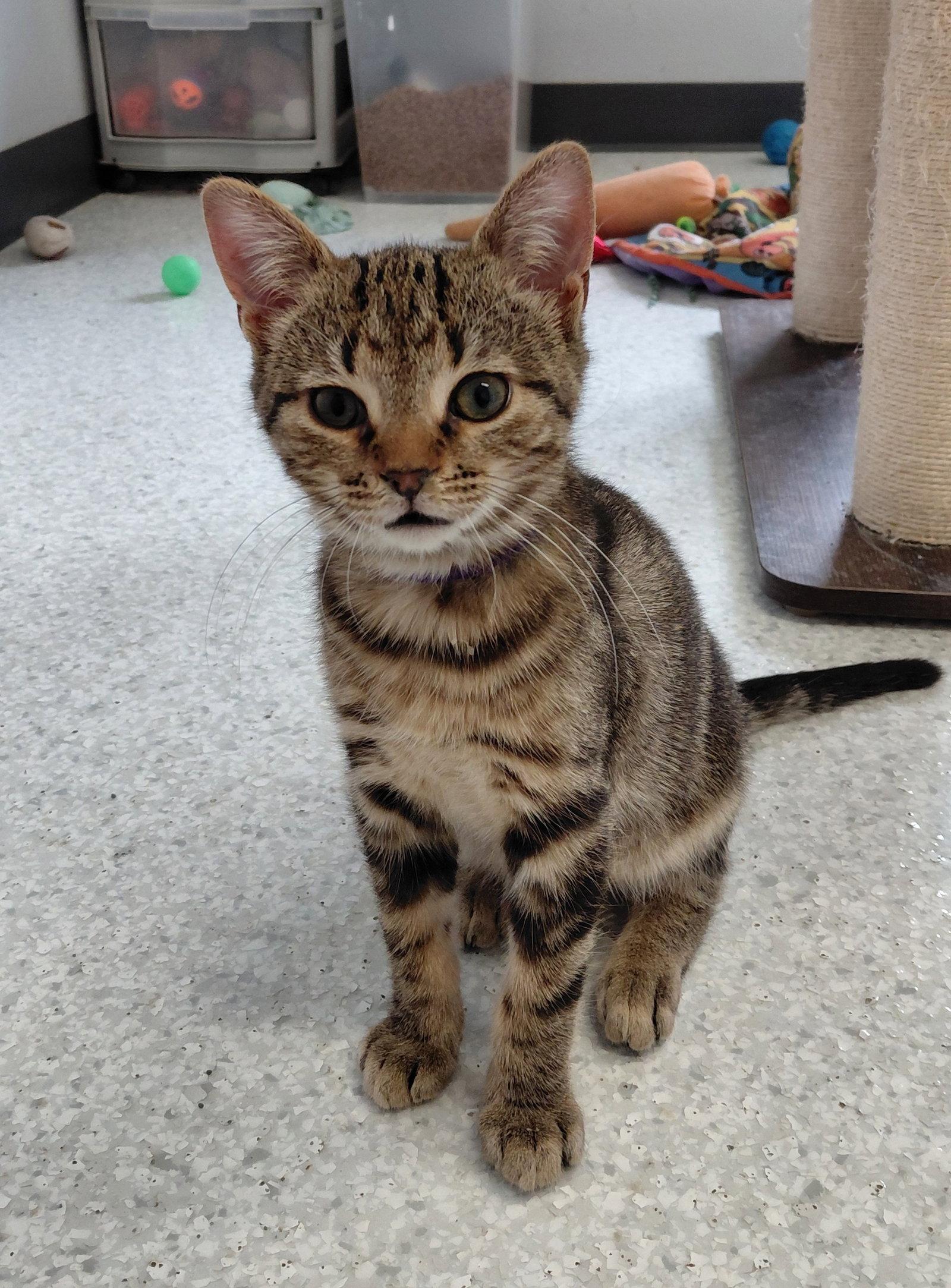 Enlarge Squeak, a Adopted mixed breed in Montello, WI image 2/3