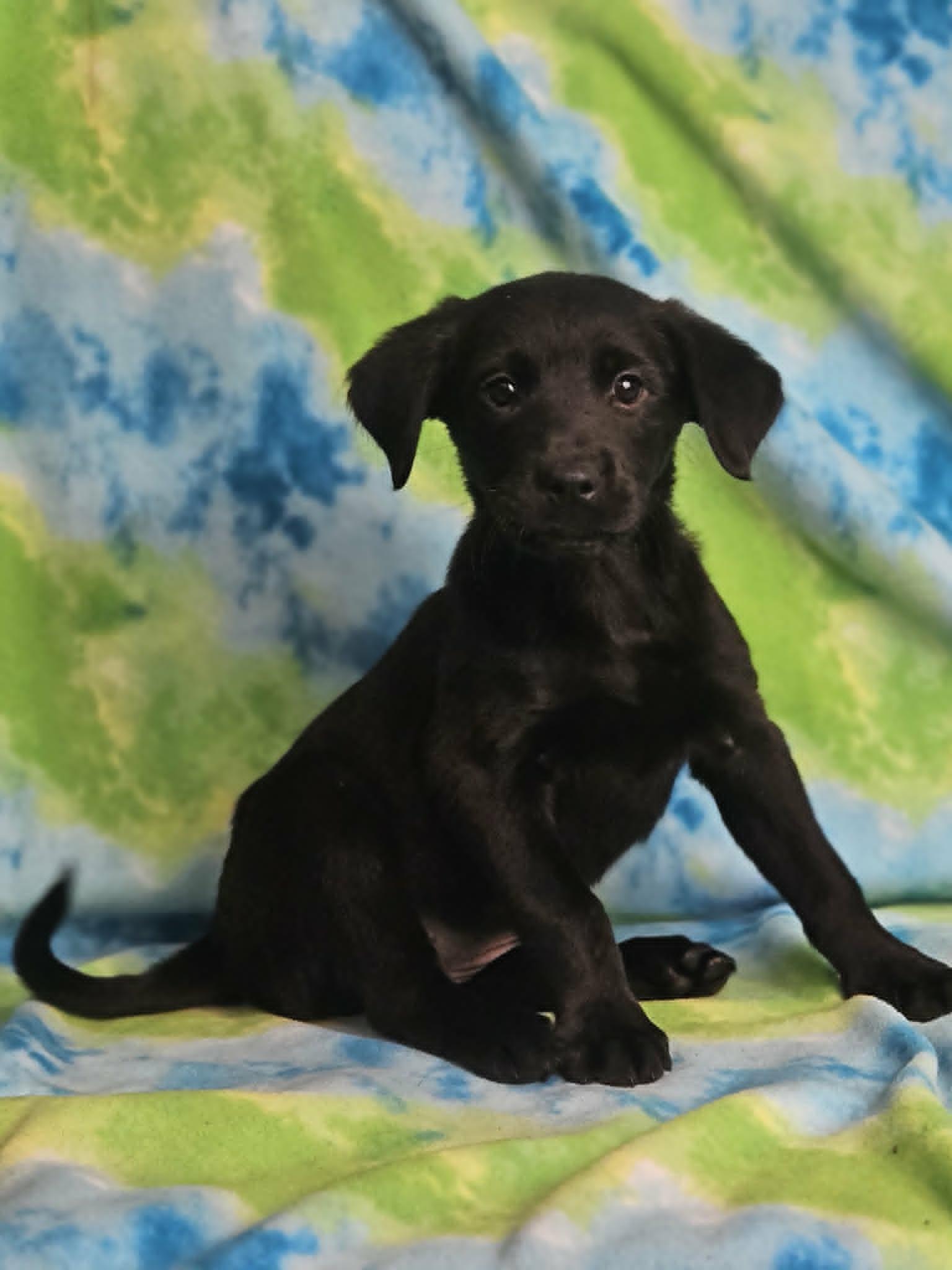 Enlarge Omelet, an adoption pending mixed breed in East Sparta, OH image 1/1