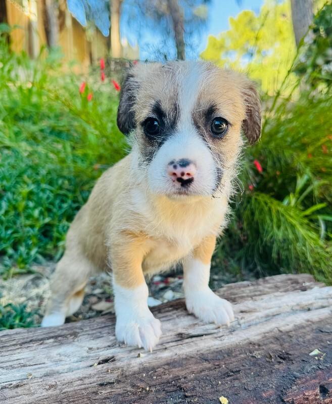 Enlarge Kylie, a Adoptable mixed breed in Valley Village, CA image 1/2