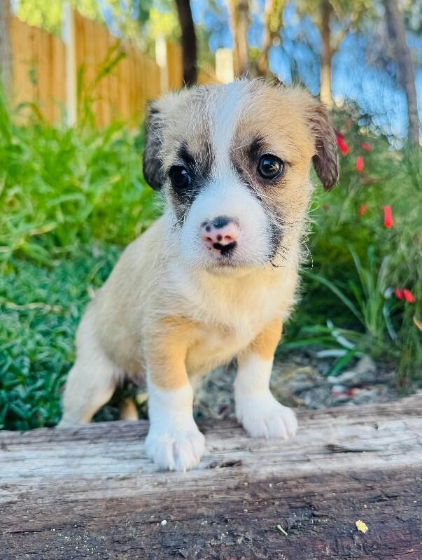 Enlarge Kylie, a Adoptable mixed breed in Valley Village, CA image 2/2