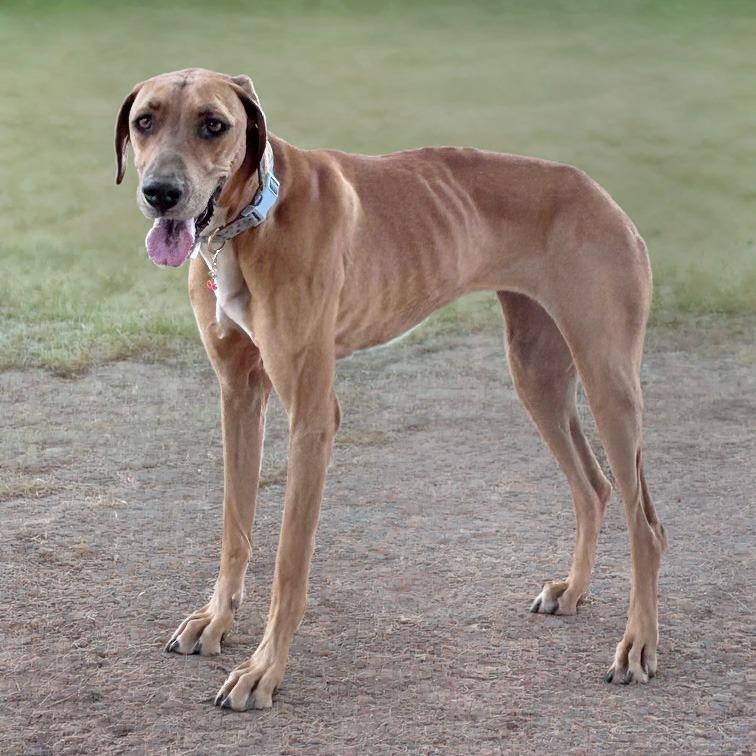 Zumie, Adoptable, Adult Female Greyhound & Rhodesian Ridgeback.
