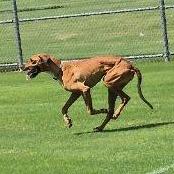 Enlarge Zumie, a Adoptable mixed breed in Little Rock, AR image 2/3