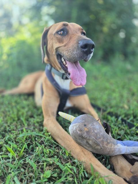 Enlarge Zumie, a Adoptable mixed breed in Little Rock, AR image 3/3
