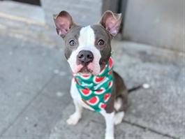 BLUBIE, ADOPTABLE, Young Male American Staffordshire Terrier.