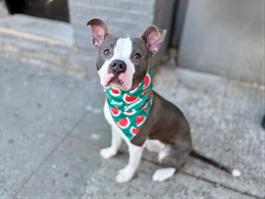 BLUBIE, a ADOPTABLE mixed breed in Huntington, NY image 2/4