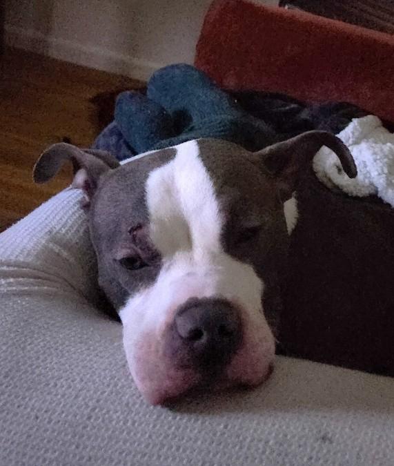 BLUBIE, a ADOPTABLE mixed breed in Huntington, NY image 3/4