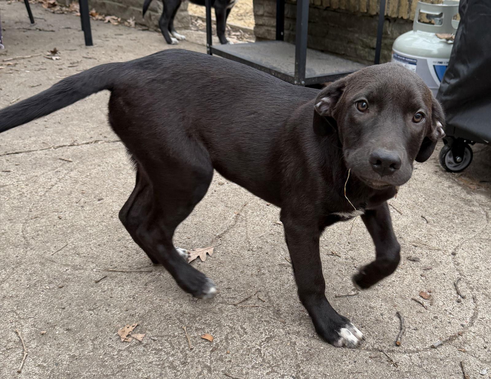 Sally, Adoptable, Puppy Female Labrador Retriever & Retriever.