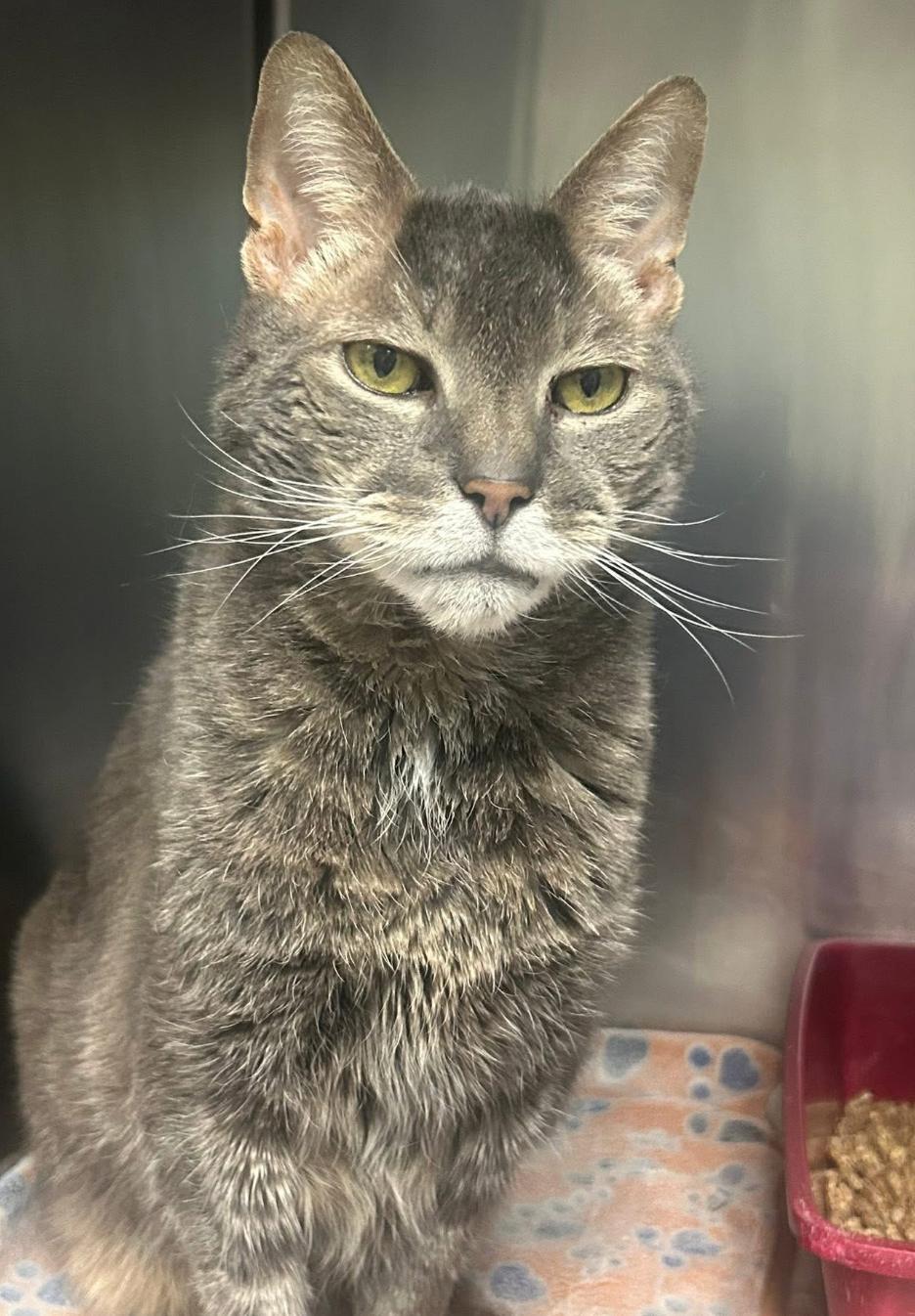 Enlarge Smokey, a ADOPTABLE Domestic Short Hair in Sussex, NJ image 1/1