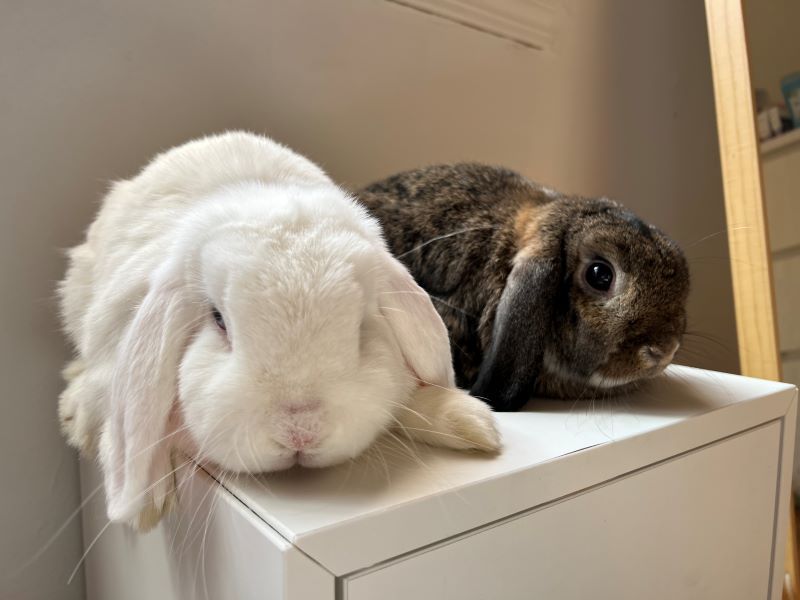 Enlarge Peter & Scrunch, a Adoptable Lop Eared in Lee's Summit, MO image 1/6