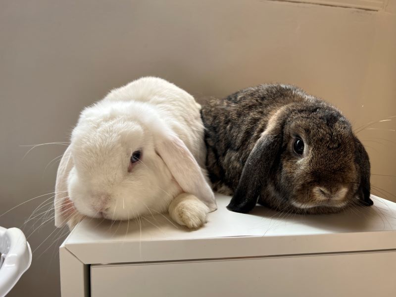 Enlarge Peter & Scrunch, a Adoptable Lop Eared in Lee's Summit, MO image 2/6