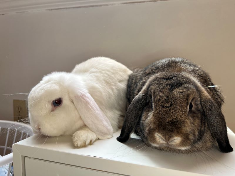 Enlarge Peter & Scrunch, a Adoptable Lop Eared in Lee's Summit, MO image 3/6
