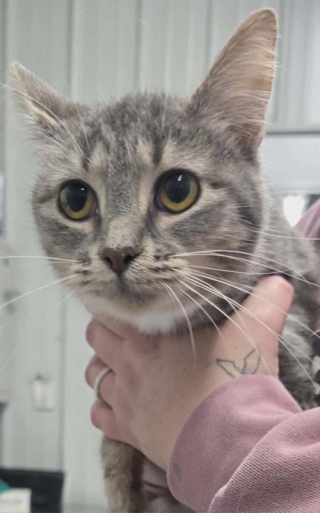 Enlarge Minty, a Adoptable mixed breed in Hillsdale, IN image 1/1