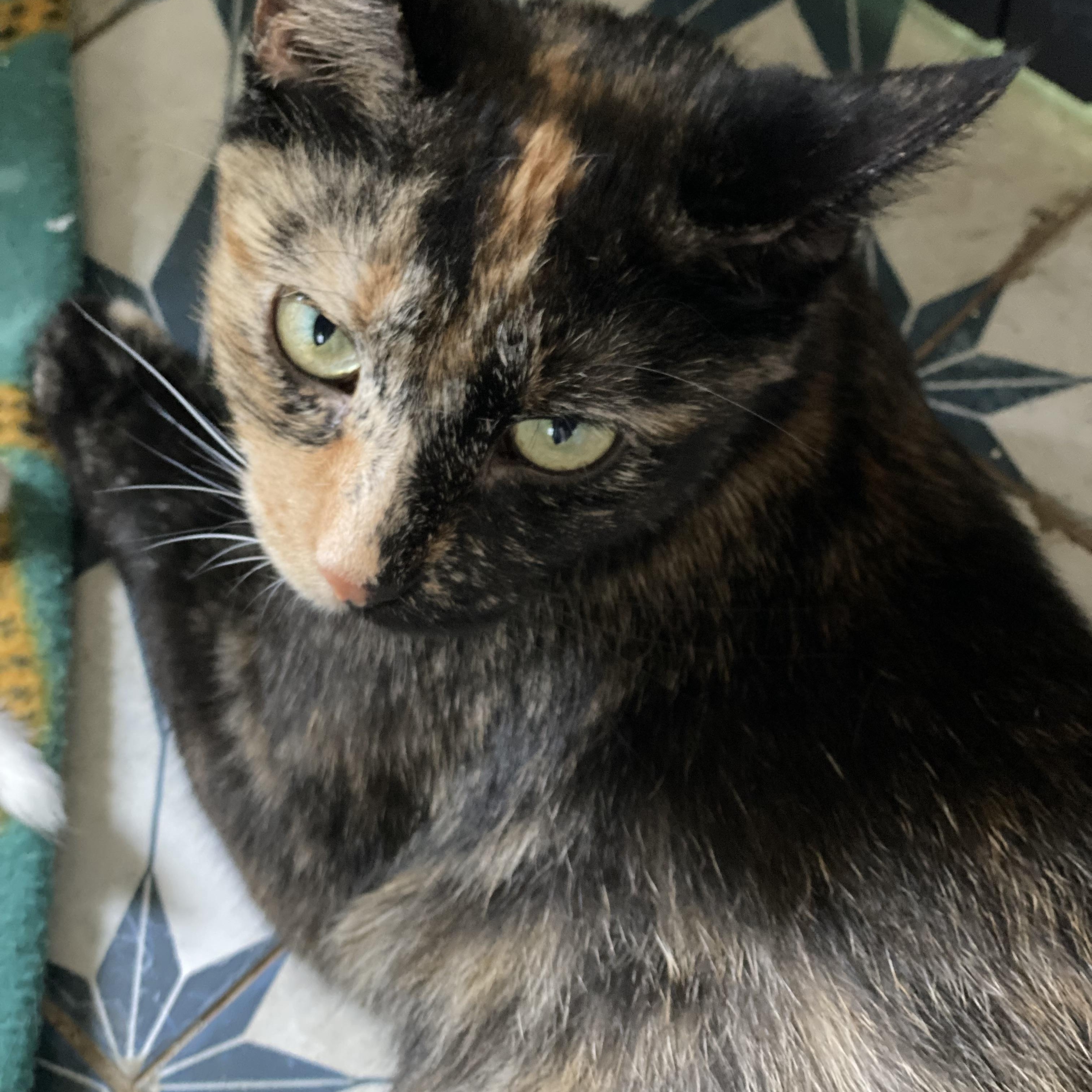 Enlarge Bindi, a Adoptable Domestic Short Hair in Buffalo, NY image 1/1