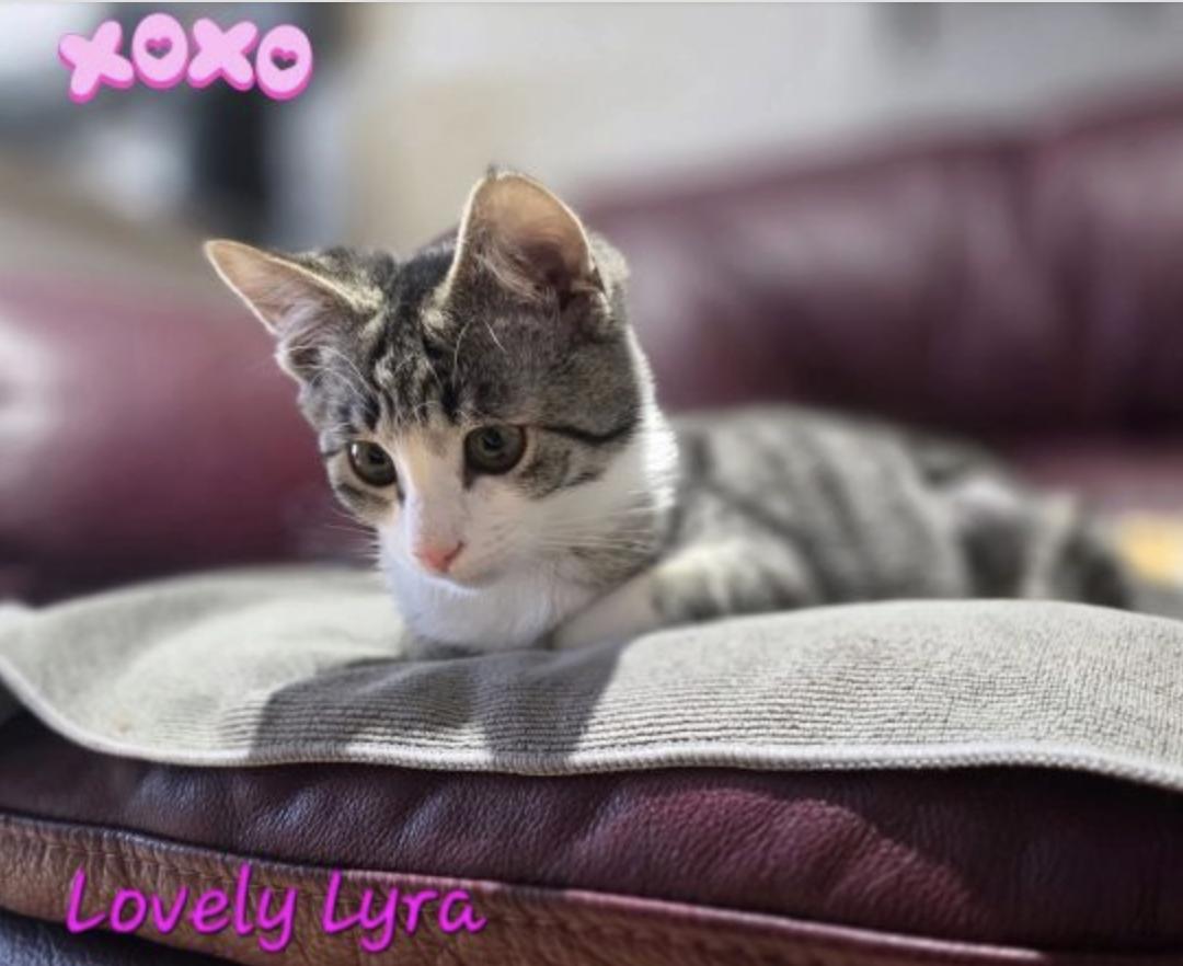 Enlarge Nebula & Lyra, a ADOPTABLE Domestic Short Hair in Courtenay, BC image 2/2