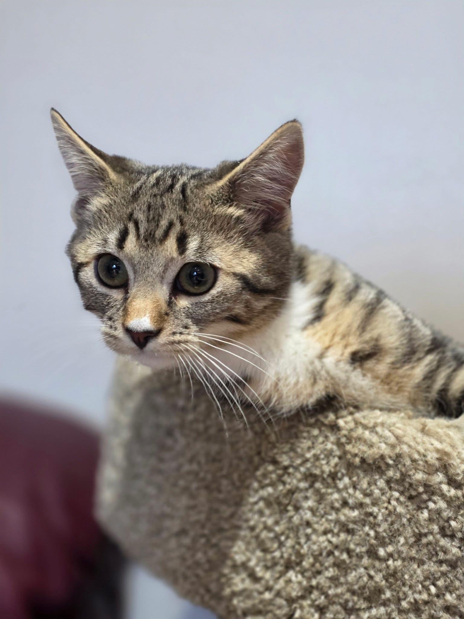 Enlarge Nebula & Lyra, a ADOPTABLE Domestic Short Hair in Courtenay, BC image 1/2