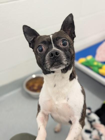 Enlarge Jet, a Adoptable mixed breed in Spruce Pine, NC image 1/2