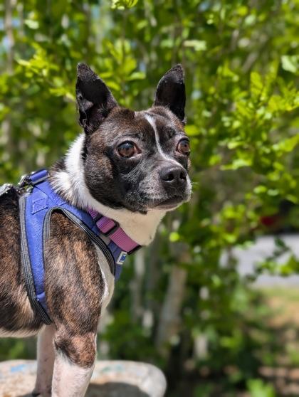 Enlarge Jet, a Adoptable mixed breed in Spruce Pine, NC image 2/2