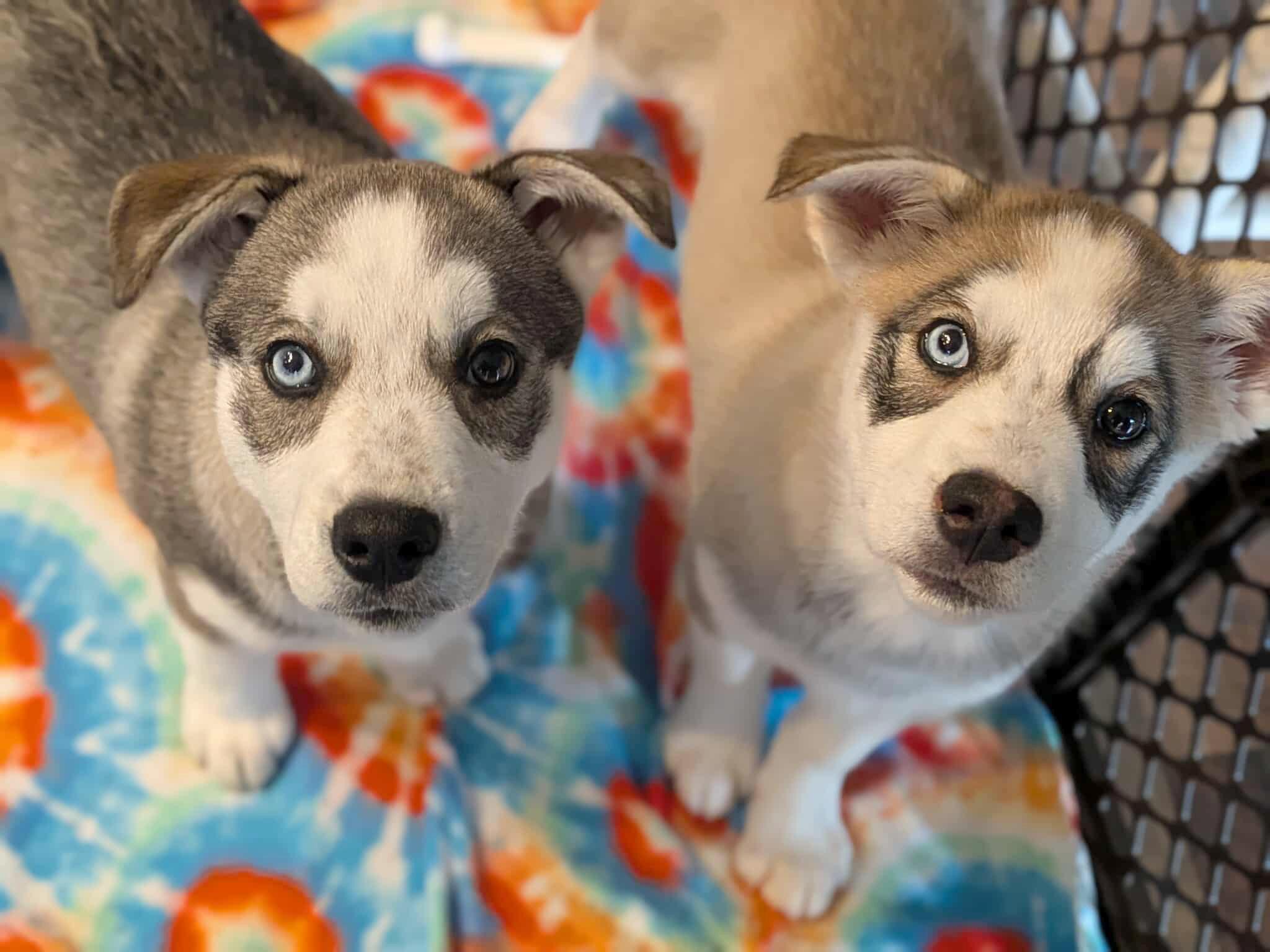 Enlarge Svetlana (Russian litter), a Adoptable mixed breed in Silvana, WA image 4/6
