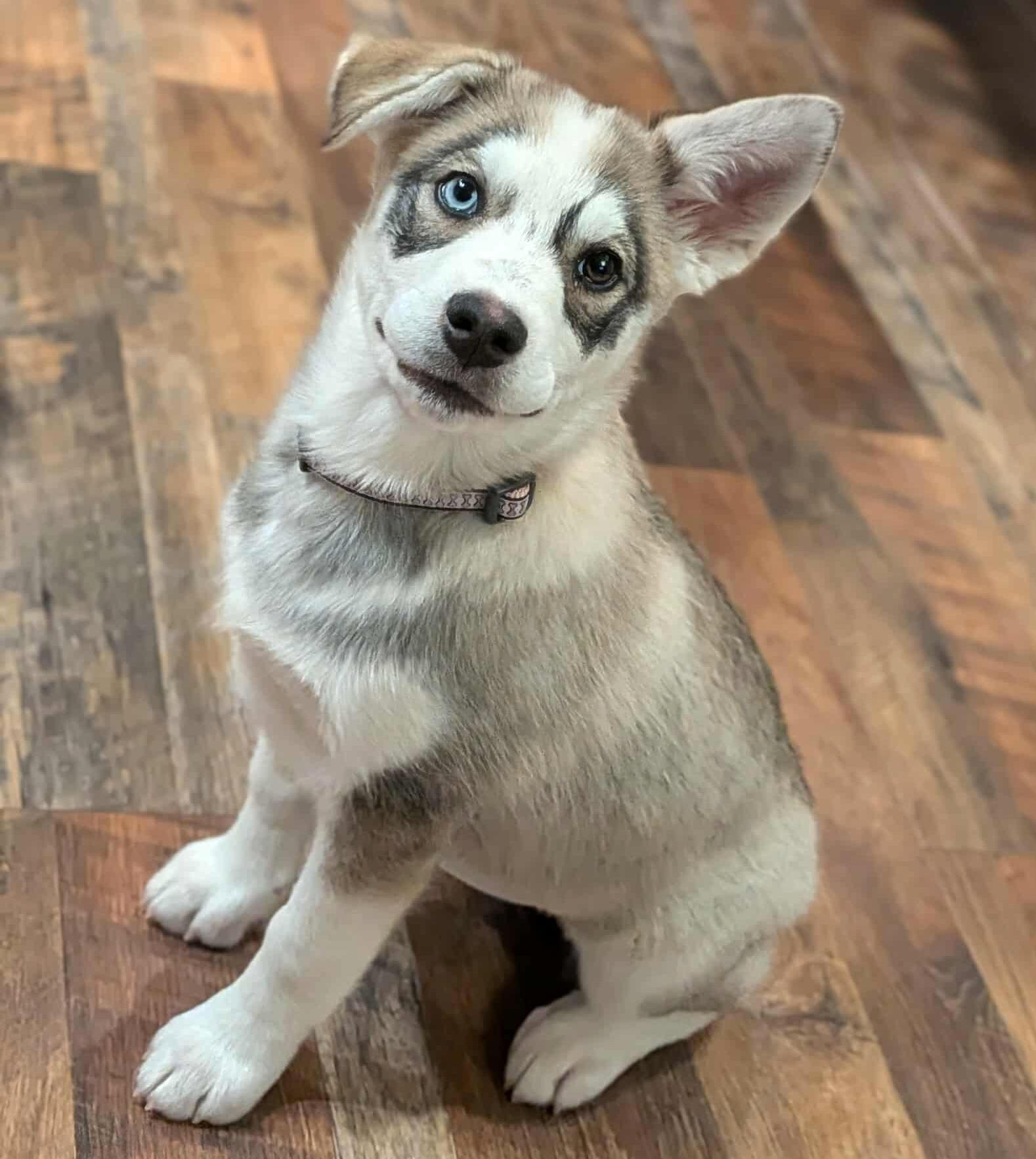 Svetlana (Russian litter), Adoptable, Puppy Female Husky.