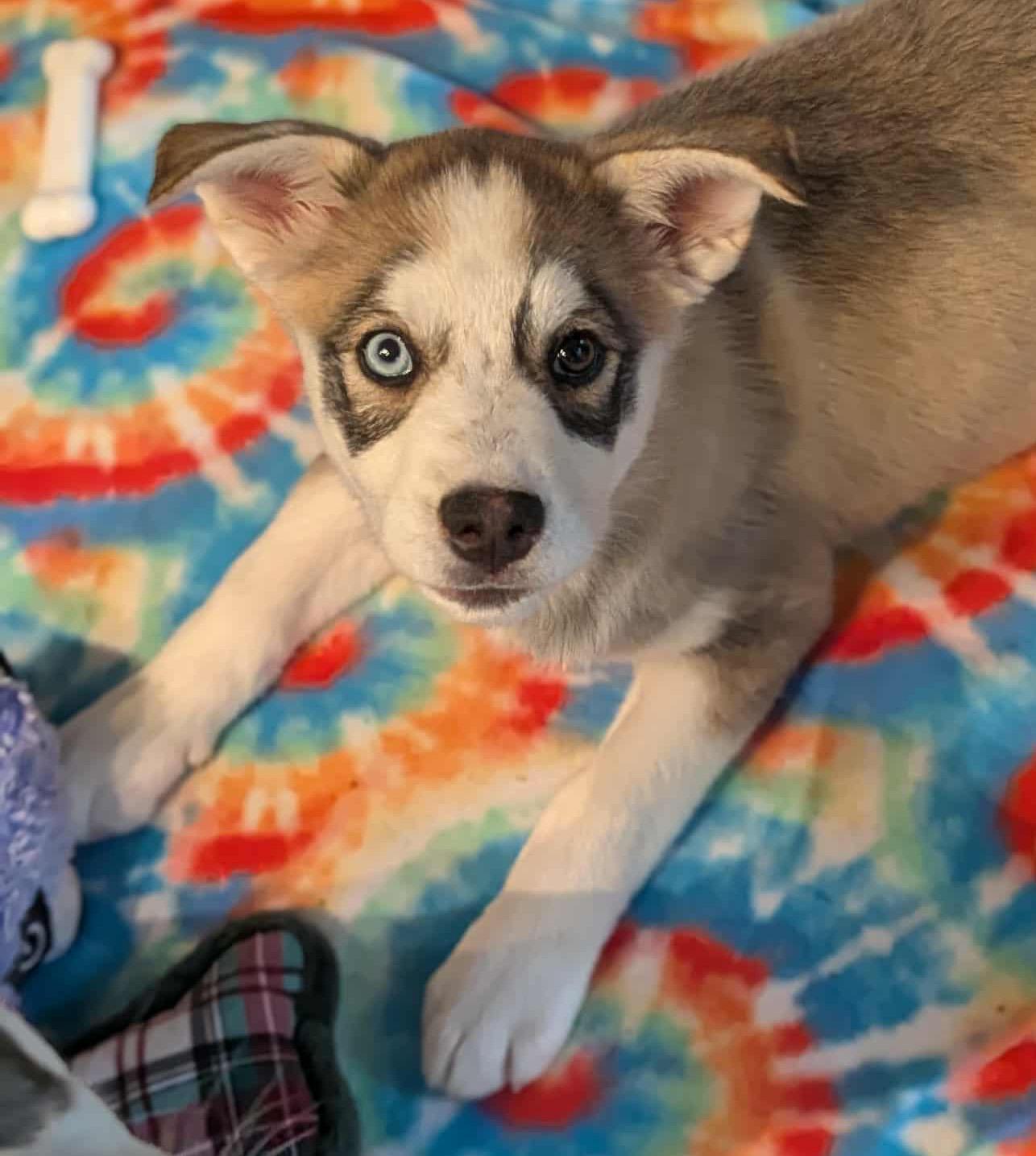 Enlarge Svetlana (Russian litter), a Adoptable mixed breed in Silvana, WA image 2/6